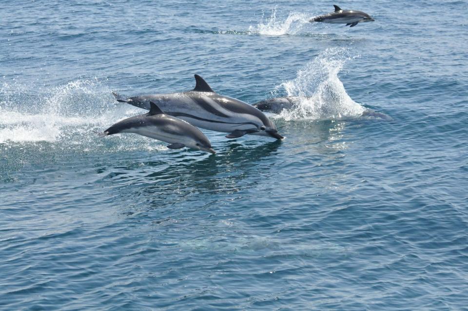 Several hundred dolphins can be seen at once, coming into Gibraltar to feed and reproduce (Gibraltar Tourism)