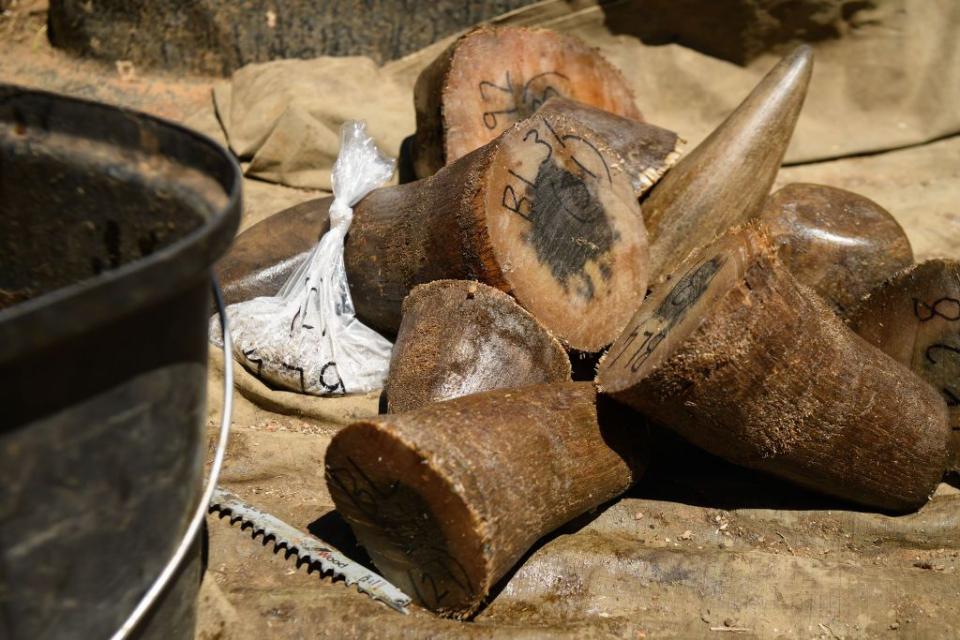 Rhino Horns Are Used as Medicine