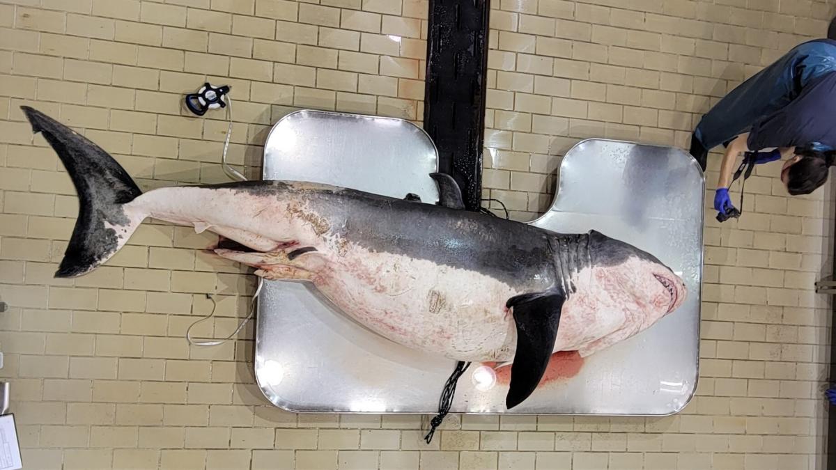 Great white shark stuns onlookers before washing up dead on N.S. beach -  Halifax
