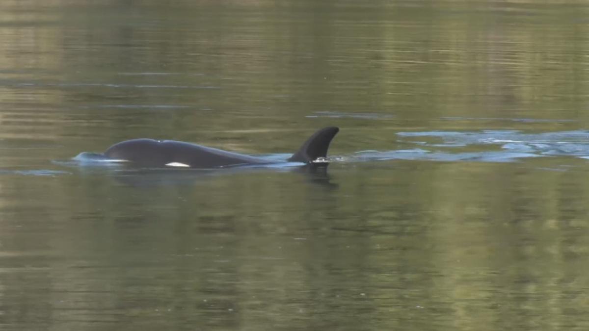 Utilizing AI Technology to Reunite an Orphaned Orca with its Pod