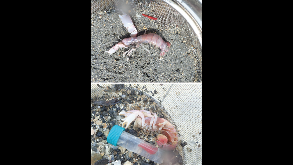 P. pulvinata were extracted with ghost shrimp from sandy burrows, researchers said.