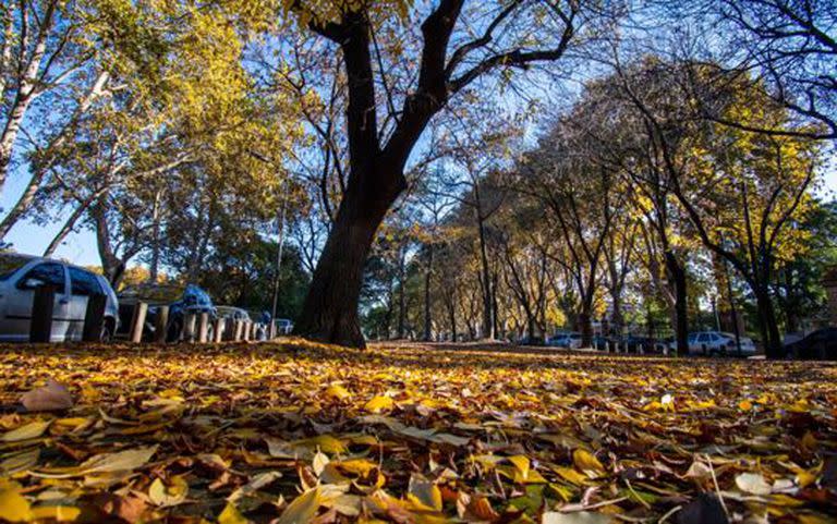 Los tonos marrones de los plátanos en la Avenida de los Ombúes