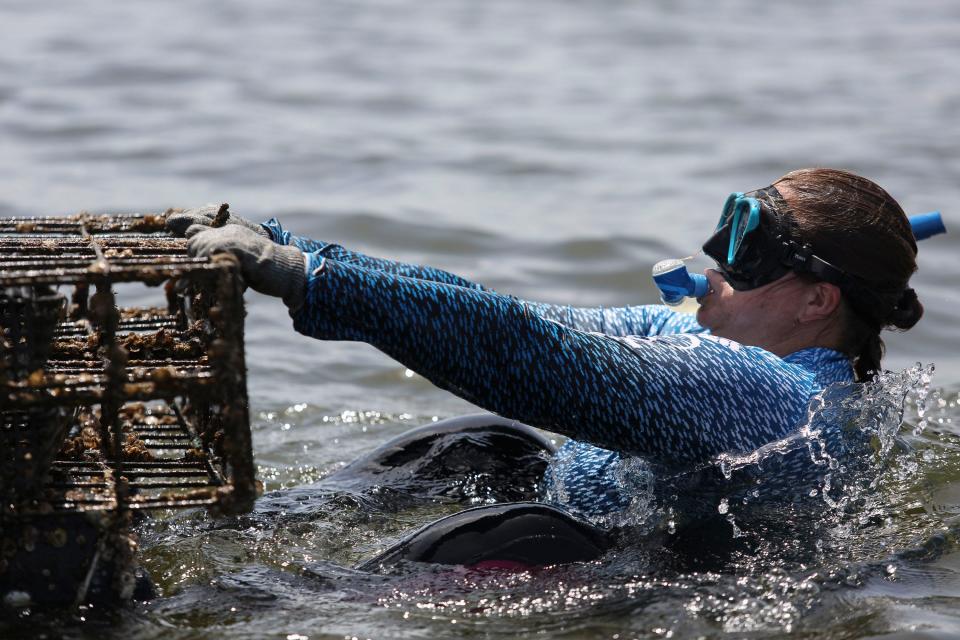 Nicolette Mariano flips floating cages at her oyster farm on her nearly 7-acre lease in the Indian River Lagoon, July 25, 2023. Mariano, along with her team, spends the afternoon flipping cages to try to remove barnacles that attach themselves to the cages and oysters.
