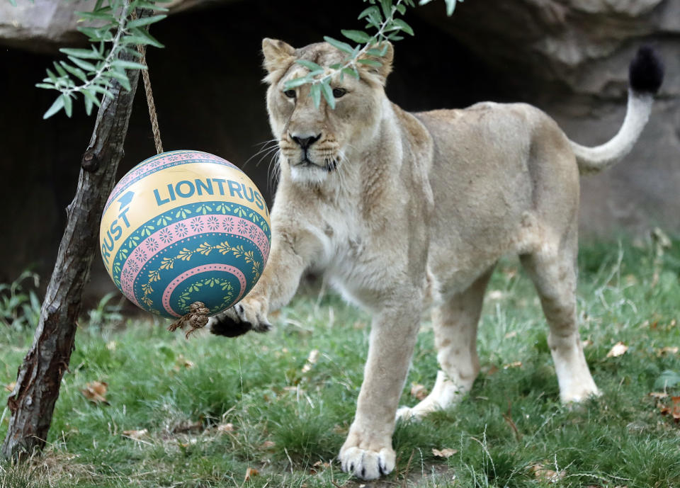 One of London Zoo's Asiatic lionesses, sisters Heidi, Indi or Rubi plays with a ball, a day ahead of World Lion Day in London, Thursday, Aug. 9, 2018. The pride will be celebrating conservation success as Asiatic lions numbers continue to increase. (AP Photo/Frank Augstein)