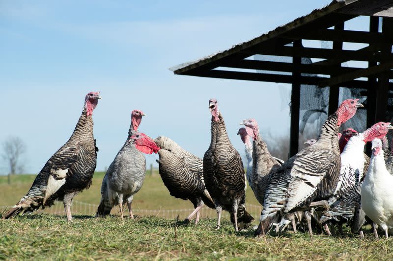 FILE PHOTO: Elmwood Heritage Turkey farm ahead of the Thanksgiving holiday in Georgetown