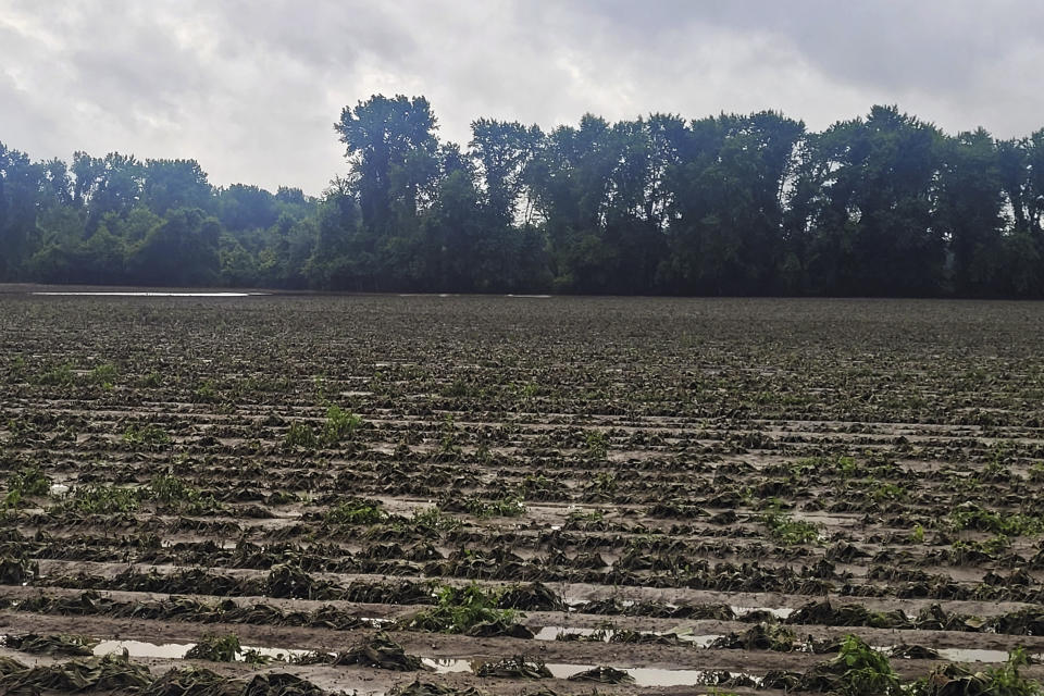 This photograph provided by William Collins shows the string bean fields that were decimated at his farm's fields by flood waters about a week earlier at Fair Weather Growers, Sunday July 16, 2023, in Rocky Hill, Conn. Prior to the flooding, the fields were thriving. When devastating rains swept through the region, farmers in the Northeast were dealt a devastating blow at the worst possible time. (William Collins photo via AP)