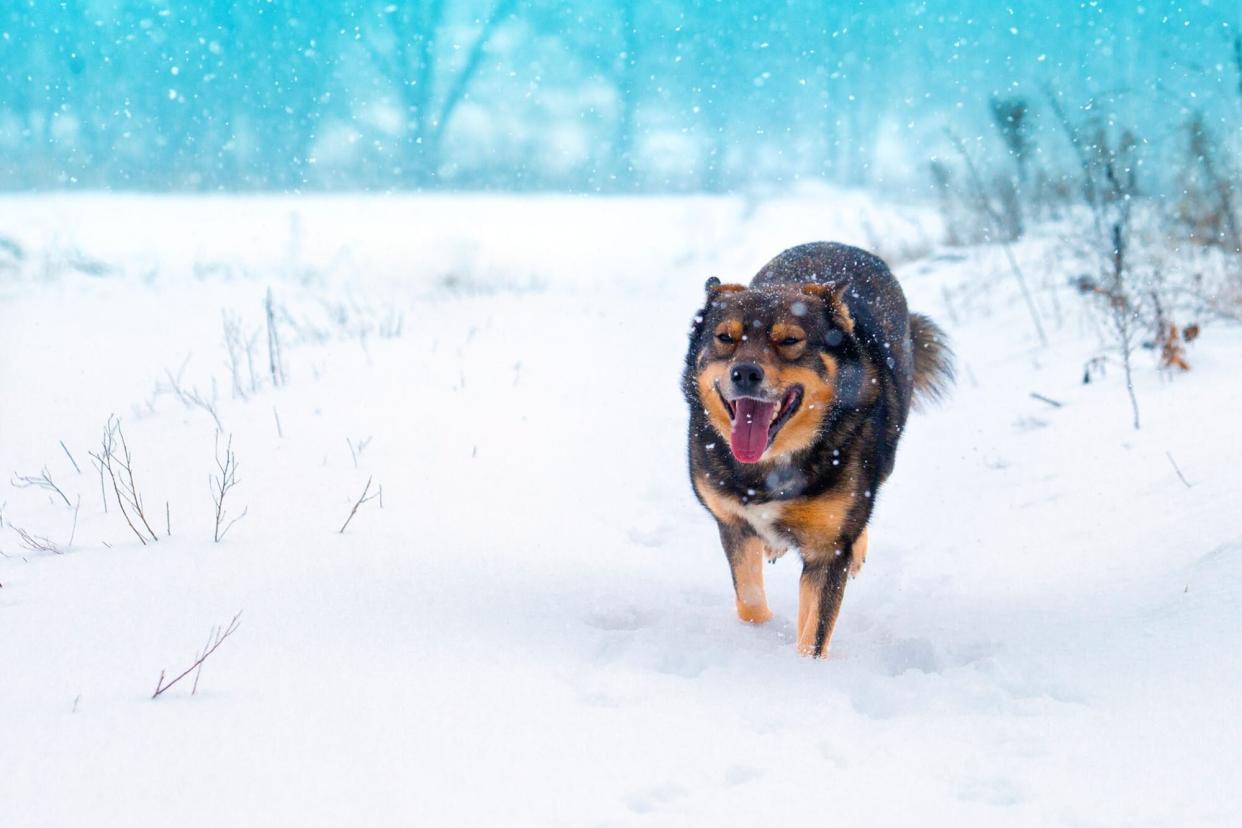 dog walking in snow