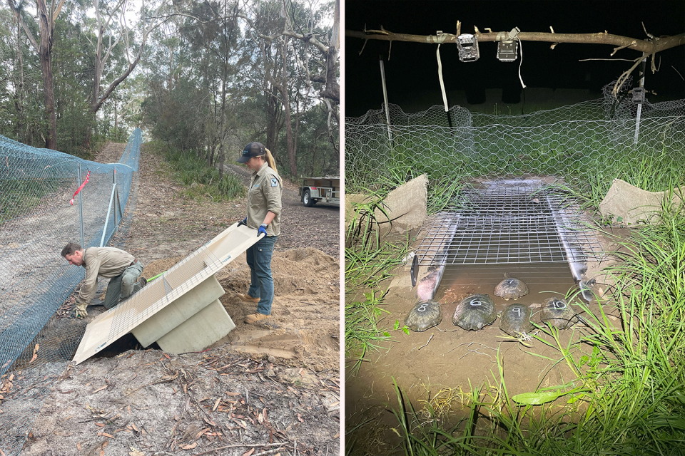 Left: one of the turtle tunnels being installed. Right: Turtles using the tunnel at Kangaroo Valley. 