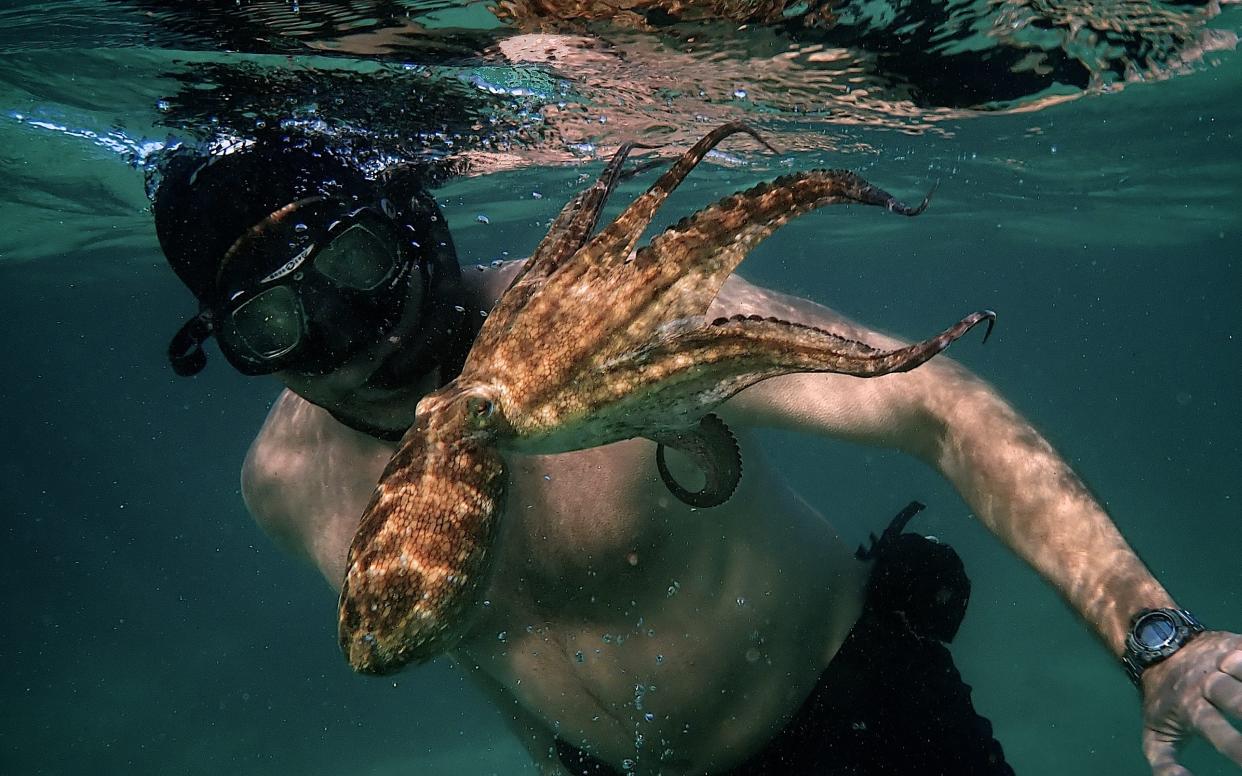 Man's best friend: Craig Foster diving with the eight-legged star of My Octopus Teacher - Ross Frylinck