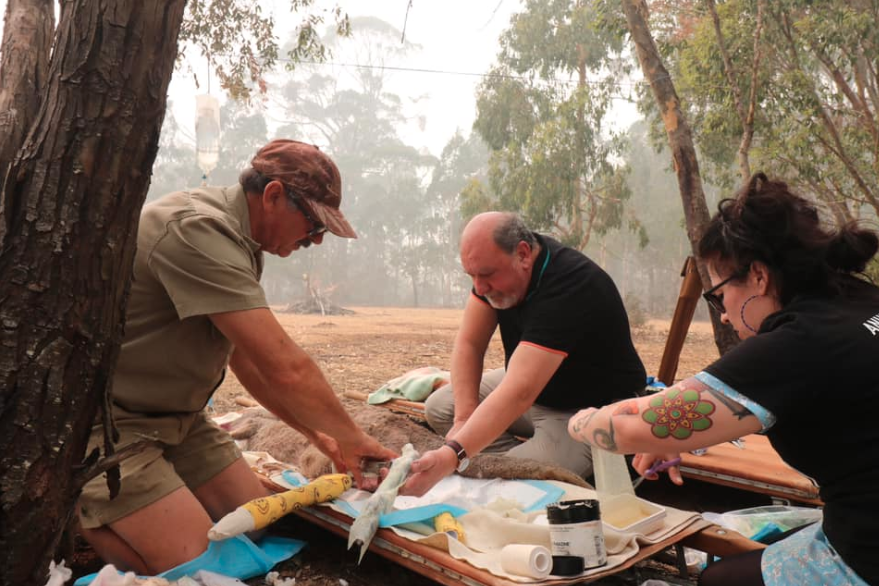 NSW MP Mark Pearson treats a kangaroo injured by the bushfires. Source: Animal Justice Party