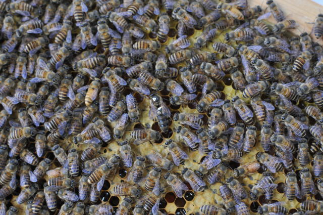 蜂后是蜜蜂繁衍最重要一員，有時缺失蜂后，蜂農就要重新購買或培育一隻。
