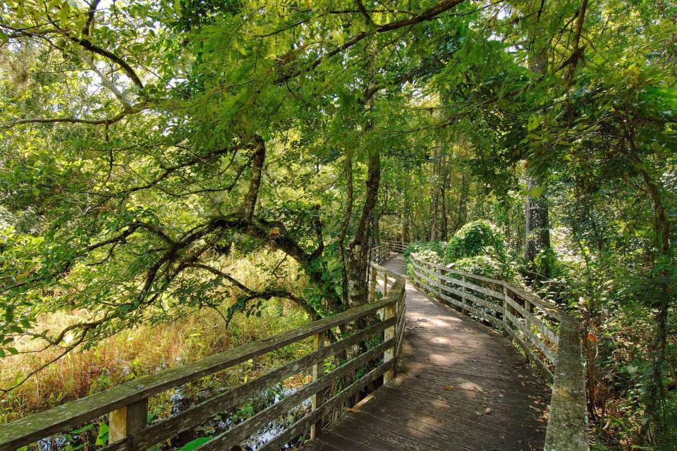 <p>Courtesy Audubonâ€™s Corkscrew Swamp Sanctuary</p>