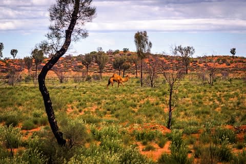 A camel in the Outback - Credit: GETTY