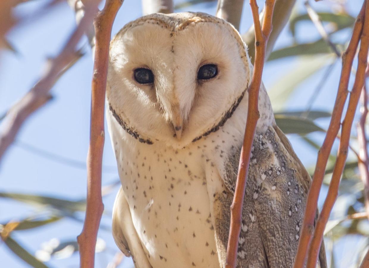 <a href="https://www.shutterstock.com/image-photo/eastern-barn-owl-south-australia-2205796803" rel="nofollow noopener" target="_blank" data-ylk="slk:Imogen Warren, Shutterstock;elm:context_link;itc:0;sec:content-canvas" class="link ">Imogen Warren, Shutterstock</a>