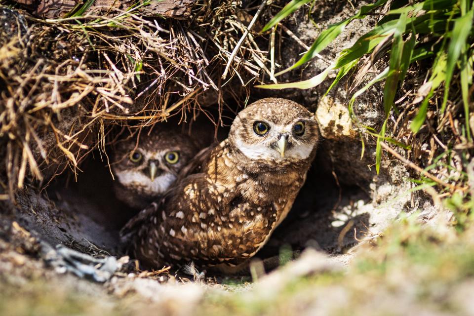 Cape Coral Friends of Wildlife invites you to the 6th Annual Ground Owl Day at 10 a.m., Friday, Feb. 2, at Pelican Baseball Complex, 4128 Pelican Blvd, Cape Coral.