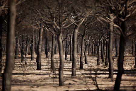 Burnt trees are seen after a forest fire in Donana National Park, near Matalascanas, southern Spain June 26, 2017. REUTERS/Jon Nazca