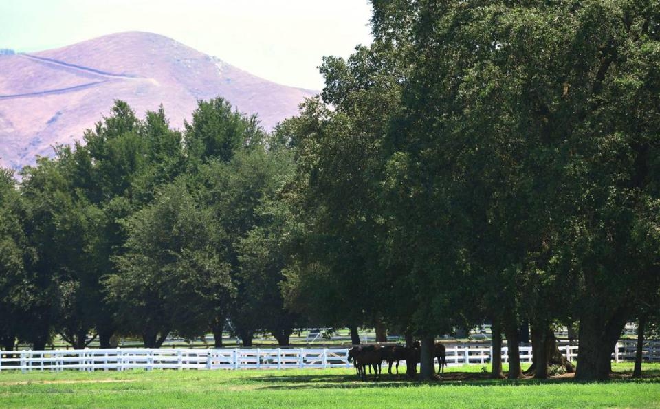 Horses stand in shade at the Harris River Ranch property, over 7,000 acres near the Kings River along Trimmer Springs Road Thursday, July 14, 2022. The land has been proposed as a special study area, added to the county general plan, by John Harris. Proposed plans include a college campus, housing, commercial and recreational use including hiking trails along the river and more.