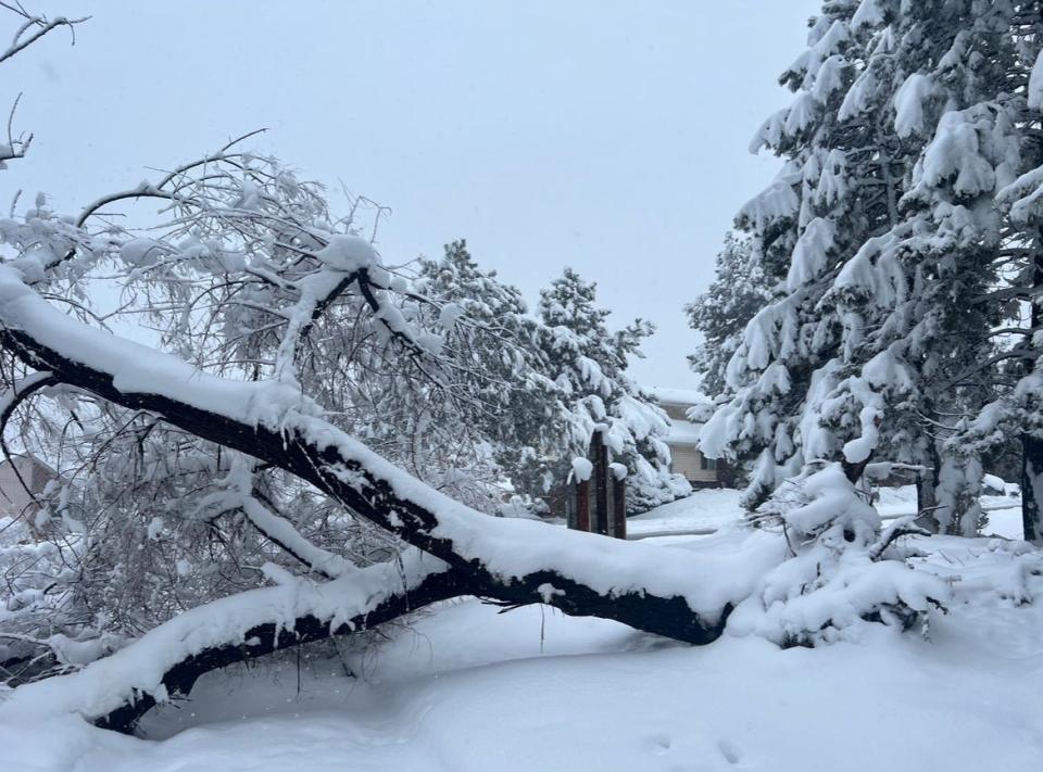 An uprooted tree affected by the March 14 snowstorm.