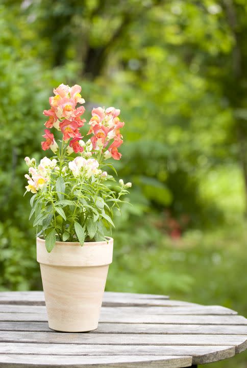 flower pot in the garden, close up