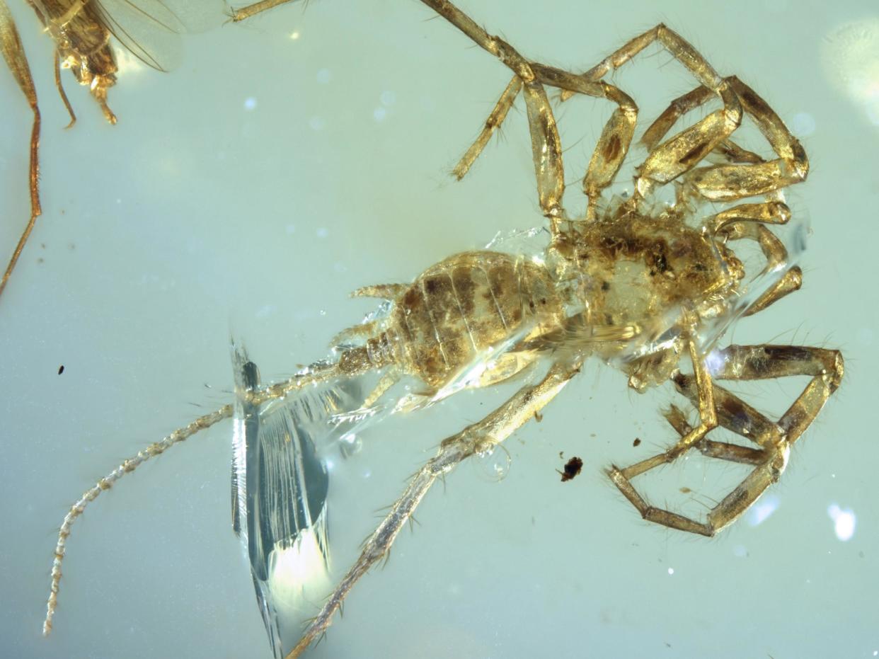 Specimen of newly discovered Chimerarachne yingi, a spider-like creature from Myanmar, trapped in amber: University of Kansas