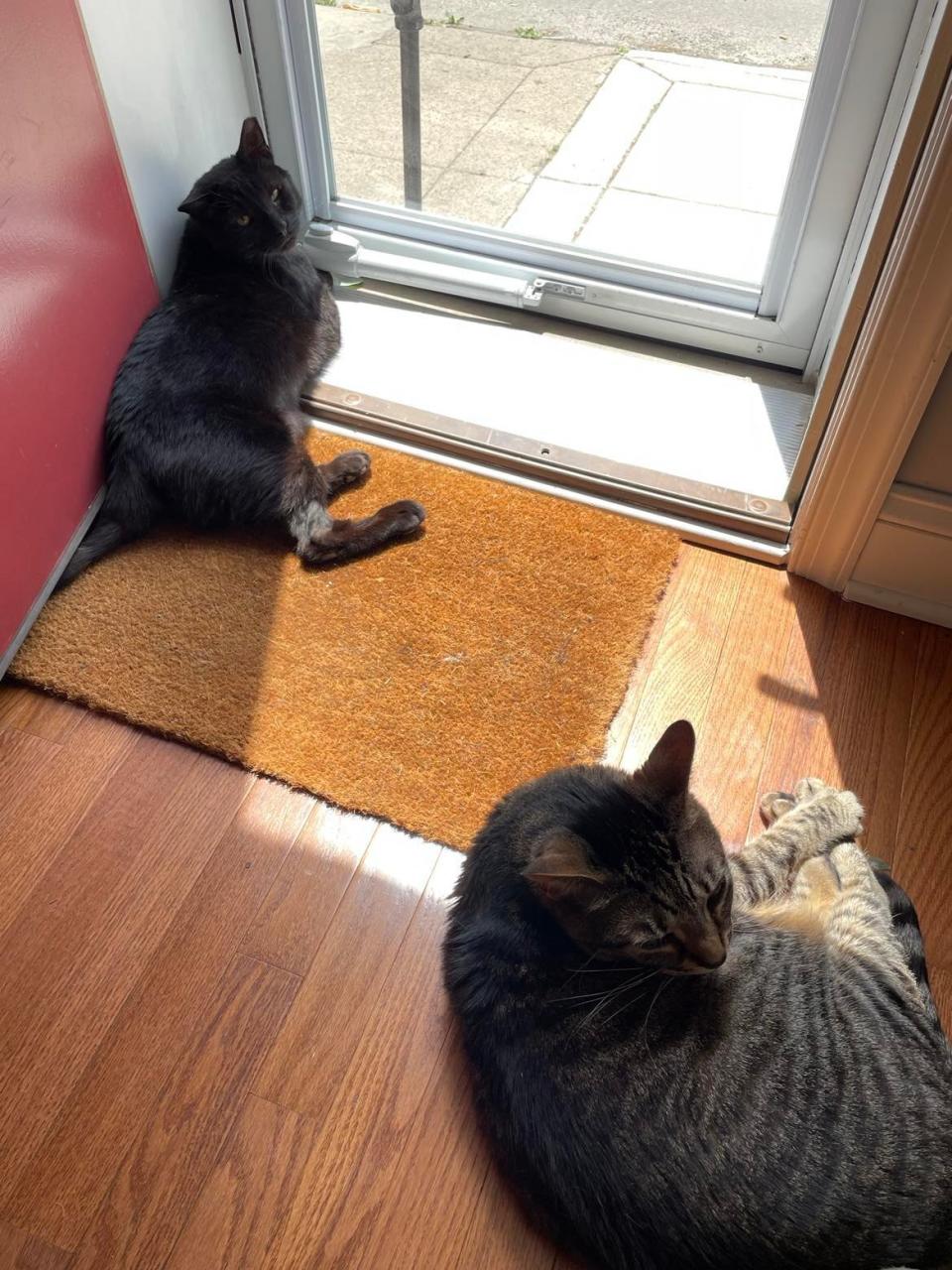 Buddy lounges around a home with his new friend Teddy after being brutally attacked by two dogs. (Pennsylvania SPCA)