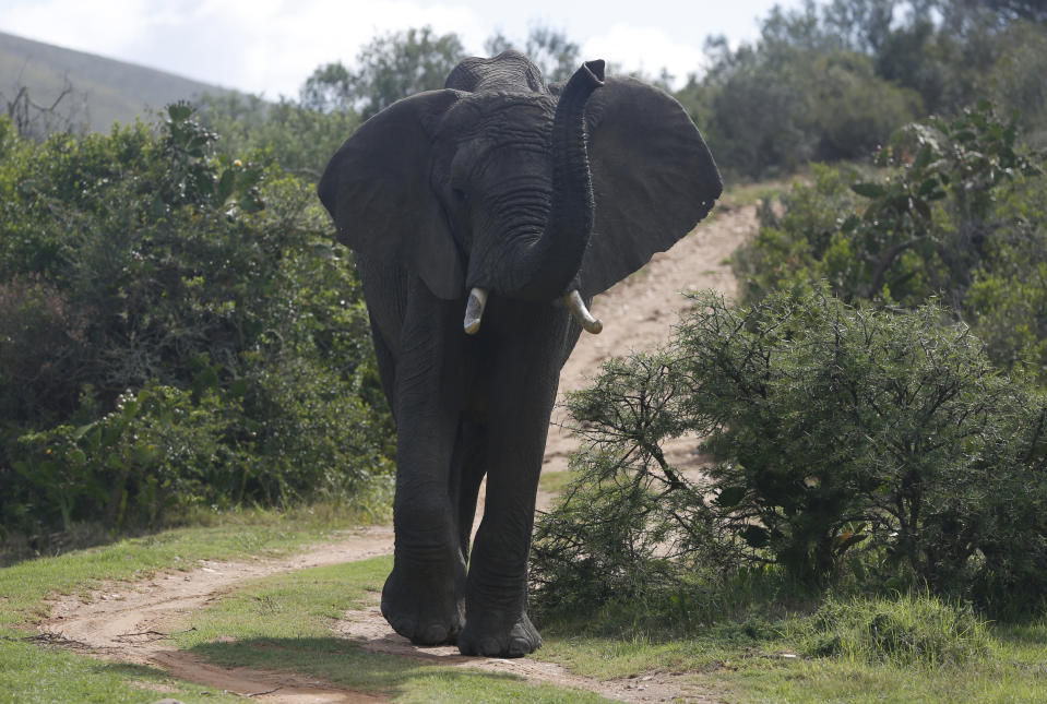 An elephant forages for food at Botlierskop Private Game Reserve, near Mossel Bay, South Africa, Tuesday, Oct. 24, 2019. The makers of a South African gin infused with elephant dung swear their use of the animal’s excrement is no gimmick. The creators of Indlovu Gin, Les and Paula Ansley, stumbled across the idea a year ago after learning that elephants eat a variety of fruits and flowers and yet digest less than a third of it. (AP Photo/Denis Farrell)