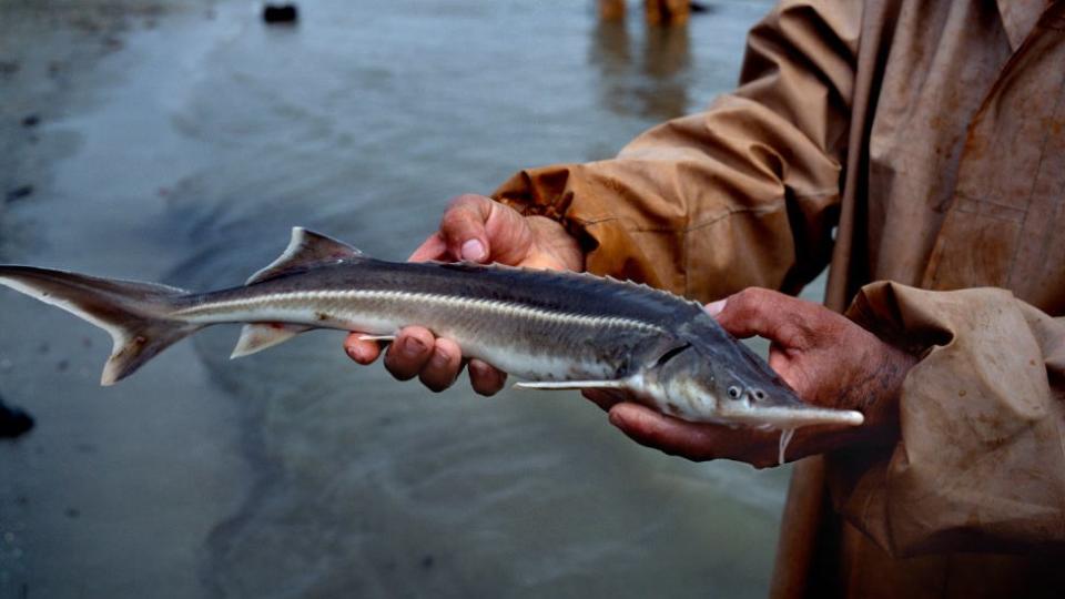 鱘魚