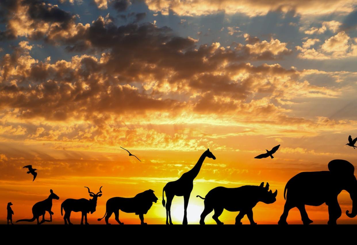 <a href="https://www.shutterstock.com/es/image-photo/silhouettes-animals-on-golden-cloudy-sunset-412654252" rel="nofollow noopener" target="_blank" data-ylk="slk:BoxerX/Shutterstock;elm:context_link;itc:0;sec:content-canvas" class="link ">BoxerX/Shutterstock</a>