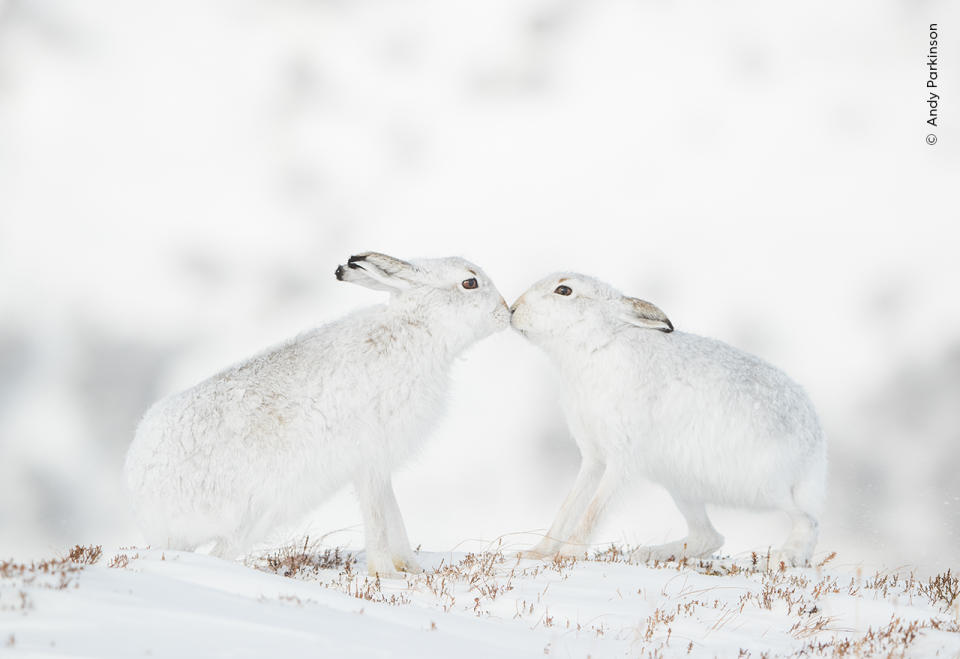 Two white mountain hares courting in the snow