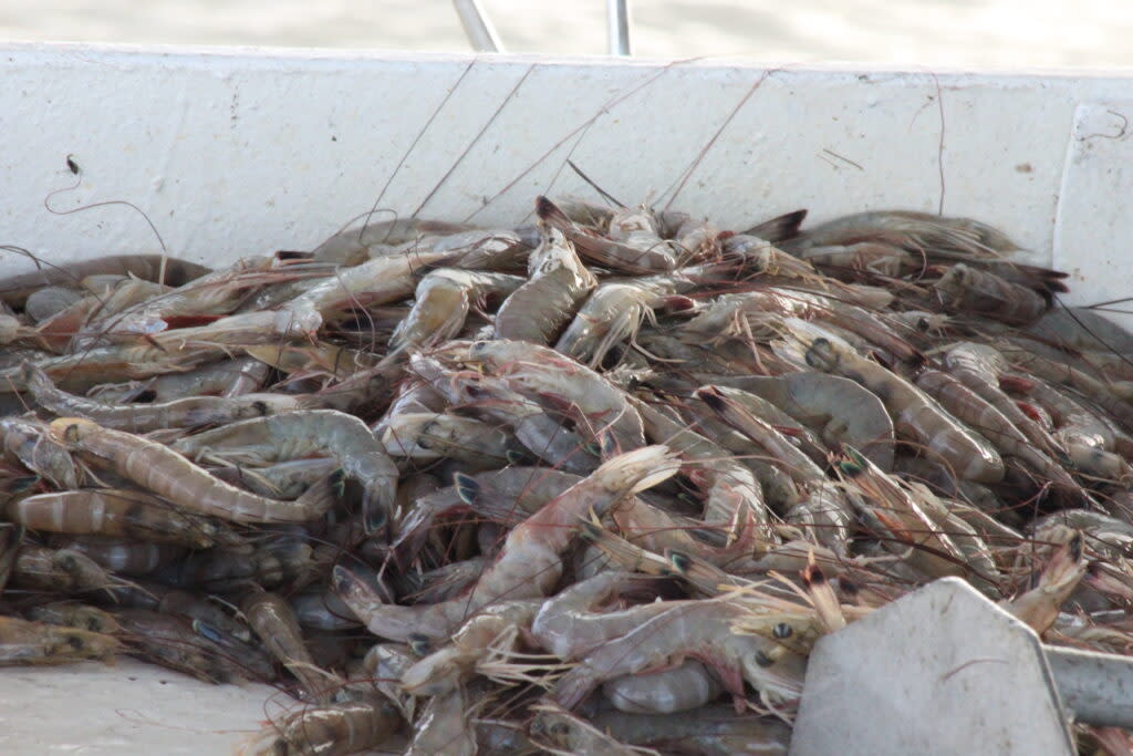 Pile of shrimp sitting on table on a boat
