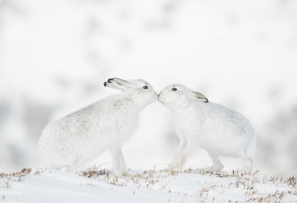 Two rabbits touch noses in the snow