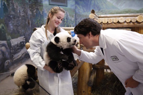 Prime Minister Justin Trudeau looks at one of the panda cubs at the Toronto Zoo on Monday, March 7, 2016. Twitter/@JustinTrudeau