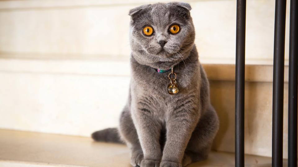 Scottish fold cat