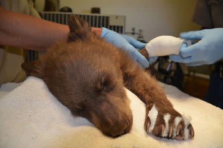 A bear cub whose feet were burned in the 416 wildfire is treated by Colorado Parks and Wildlife staff in Durango, Colorado, U.S. June 27, 2018. Picture taken June 27, 2018. Joe Lewandowski/Colorado Parks and Wildlife/Handout via REUTERS.