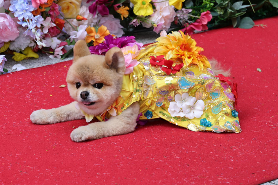 At this year's Pet Gala by Anthony Rubio, a Pomeranian wore a custom look by the designer inspired by Nicki Minaj's Marni look at the 2024 Met Gala. The event was held at AKC Museum of the Dog on May 20, 2024 in New York City.