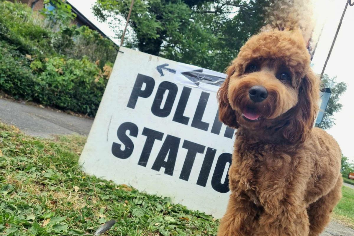 Mabel the Cockapoo at a polling station in Devizes <i>(Image: Karen Ellis)</i>