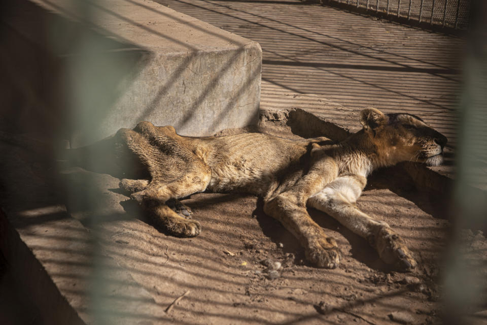 In this Tuesday, Jan. 21 photo, a malnourished lion rests in a zoo in Khartoum, Sudan. With the staff at the destitute Al-Qurashi Park, as the zoo in Khartoum is known, unable to feed and look after the animals, many have died off or were evacuated, leaving only three skeletal lions. (AP Photo)