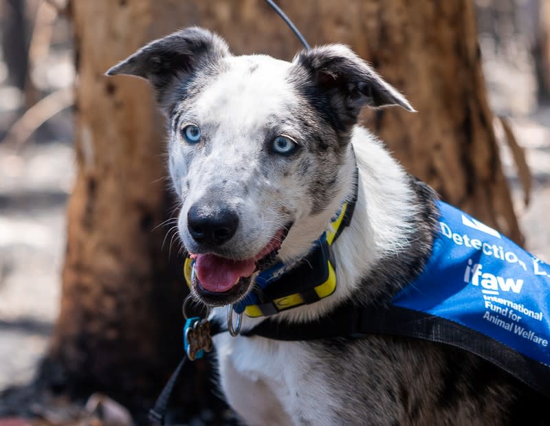 Cattle Dog "Bear" who is helping to find and save koalas injured in Australia's recent bushfires is seen in Queensland