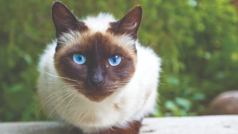 A siamese cat outdoors