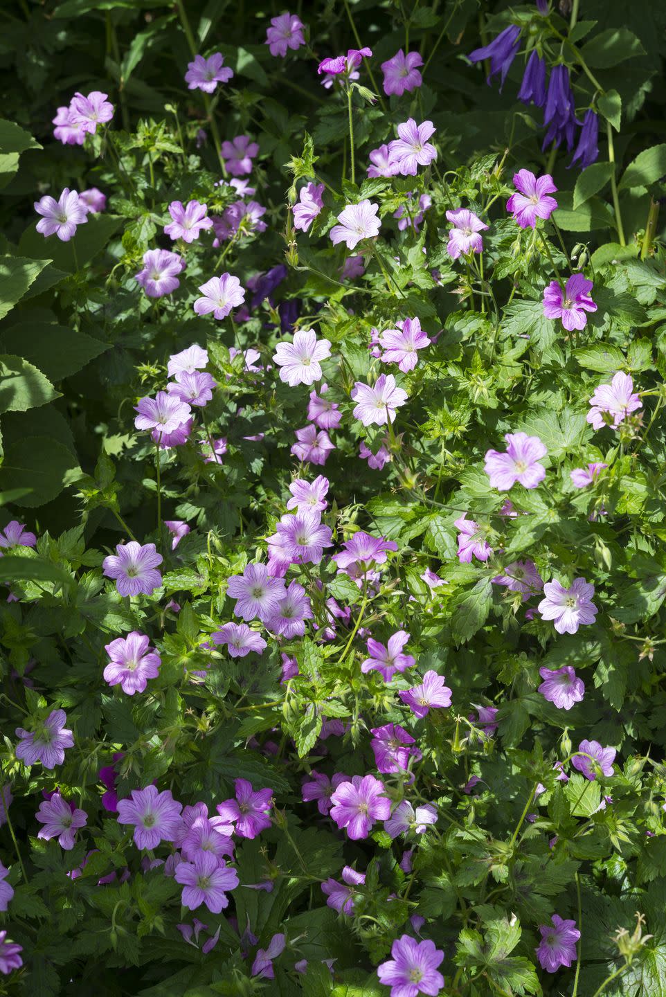 geranium oxonianum