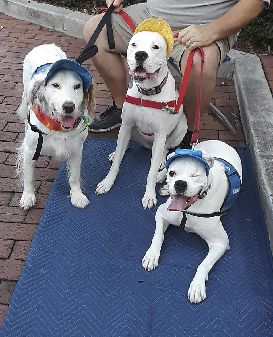 This file photo shows a few of the Companions for Courage dogs hanging out at a First Friday Event in downtown Eustis.