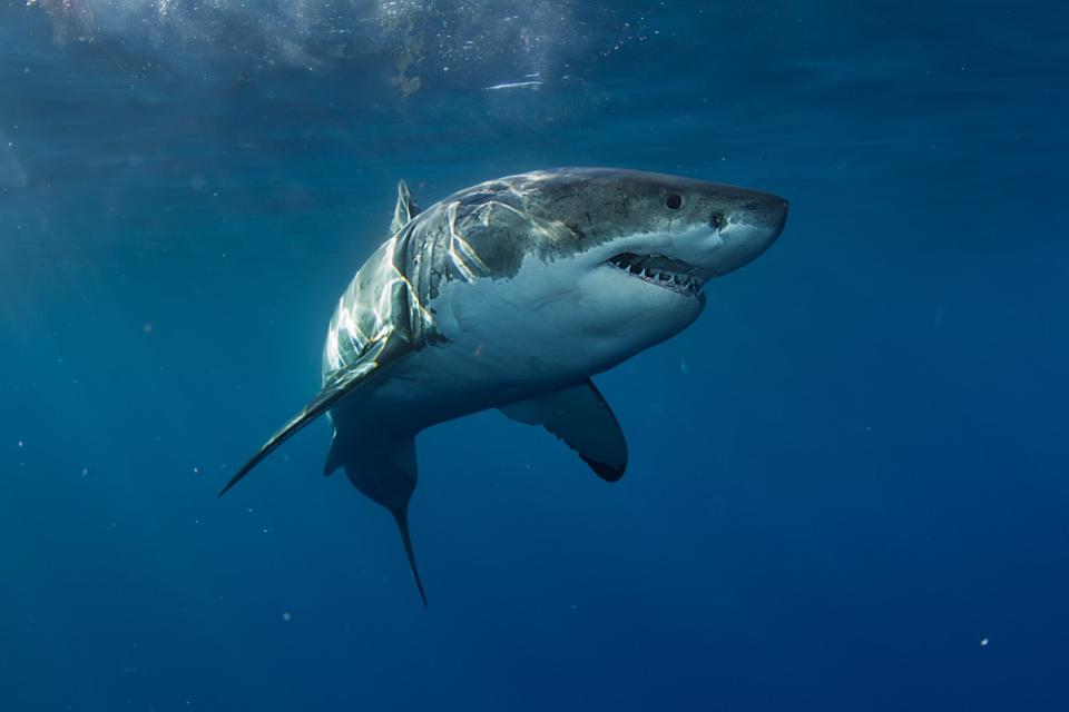 Great White Shark in blue ocean.