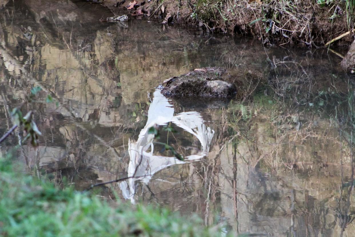 A plastic bag tangled in tree branches is reflected in the water in Richland Creek. The creek filled with debris following a Jan. 9 storm that caused its banks to flood.