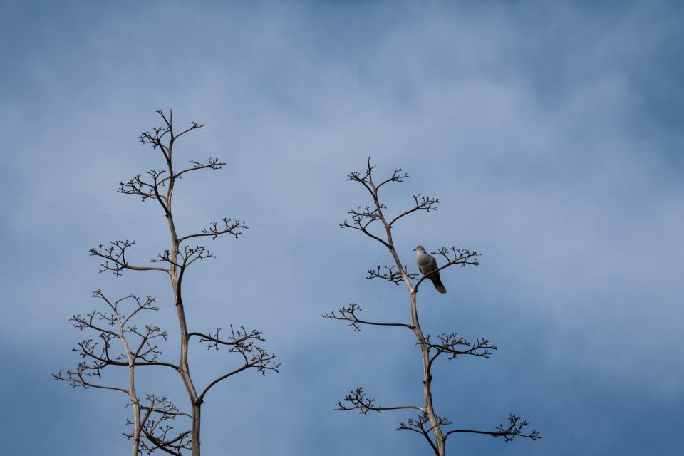 A Eurasian collared dove perches on a plant at East Wetlands in Yuma on April 12, 2023.