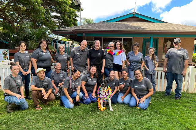 <p>Maui Humane Society</p> Tommy Boy with employees of the Maui Humane Society before being reunited with his family.