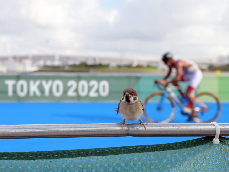 A bird perched on a railing at the Olympic triathlon.