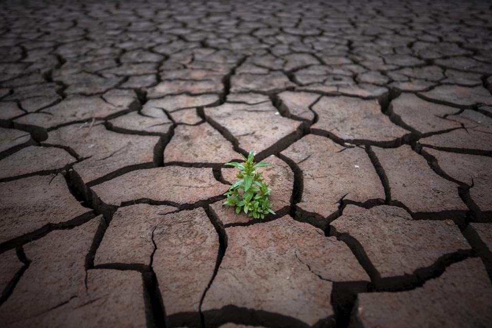 FILE - A plant is photographed on a cracked earth after the water level has dropped in the Sau reservoir, about 100 km (62 miles) north of Barcelona, Spain, on April 18, 2023. Six young people from Portugal are arguing on Wednesday, Sept. 27, that governments across Europe aren't doing enough to protect people from the harms of climate change at the European Court of Human Rights. (AP Photo/Emilio Morenatti, File)