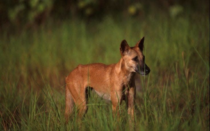 Dingoes have been the target of culls in certain parts of Australia - Getty Contributor/Getty
