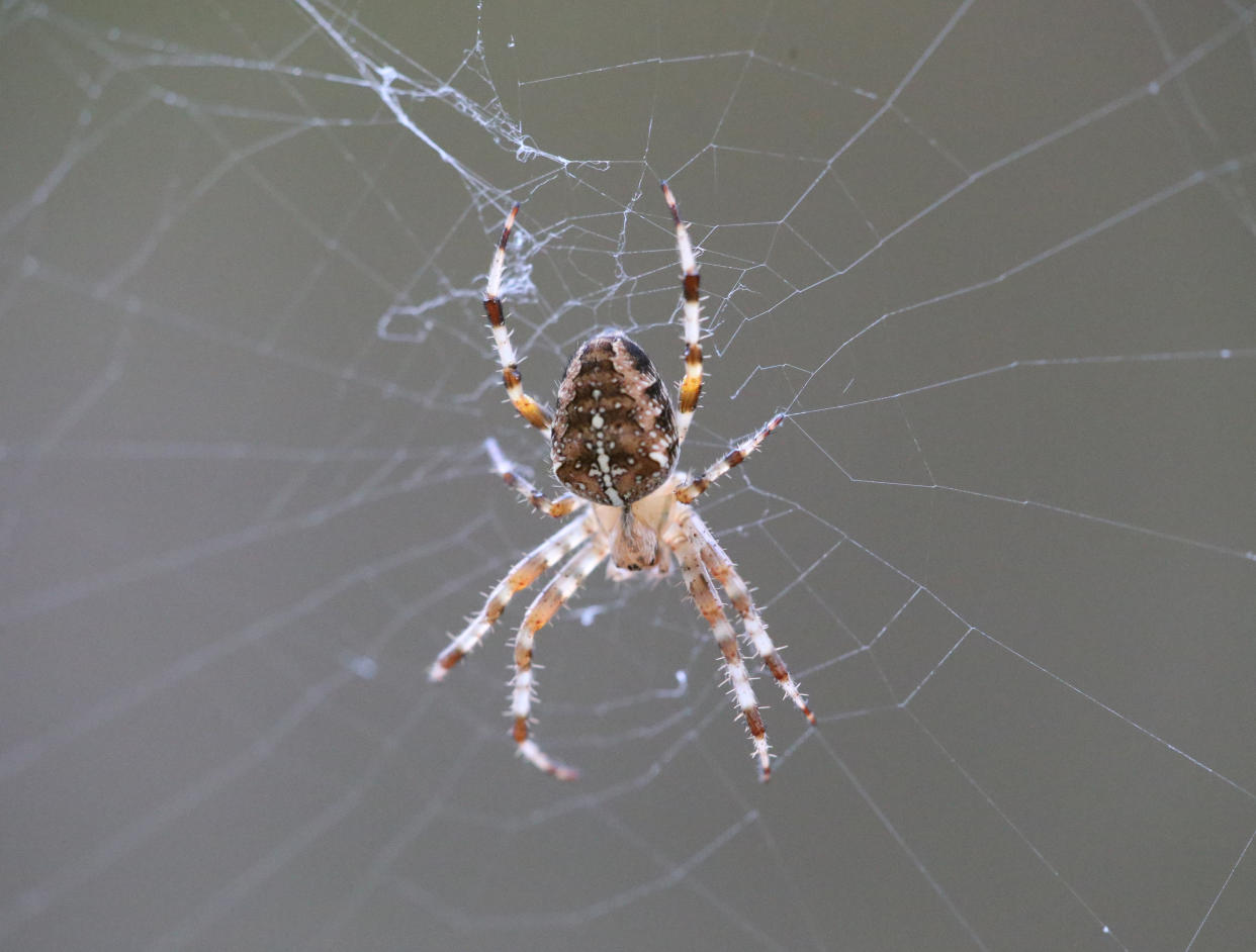 A British garden spider.