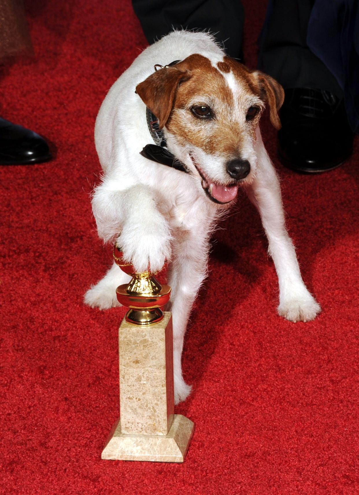 "The Artist" breakout Uggie poses with one of the film's Golden Globes.